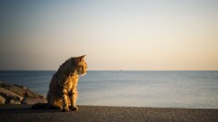beach cats Animals