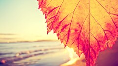 beach depth of field leaves