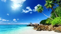 beach nature landscape Sea palm trees tropical