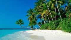 beach nature tropical palm trees Sea
