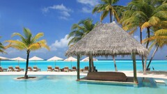 beach palm trees Sea