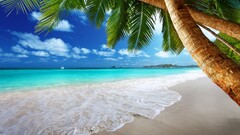 beach palm trees Sea tropical