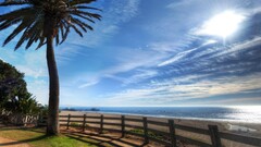 beach palm trees sky outdoors Trees Plants sun