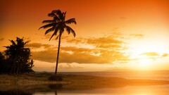 beach palm trees sunset sunlight sky clouds