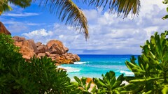 beach palm trees tropical Plants
