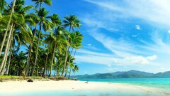 beach palm trees tropical