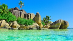 beach sand palm trees nature landscape Sea tropical