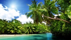 beach sand palm trees nature landscape tropical
