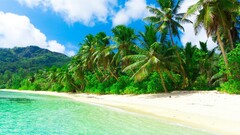 beach sand palm trees tropical
