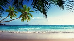 beach sand palm trees tropical sky horizon
