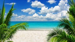 beach sand palm trees tropical sky horizon