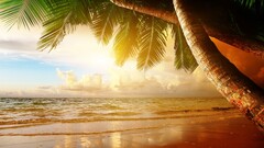 beach sand palm trees tropical sunlight sky clouds horizon