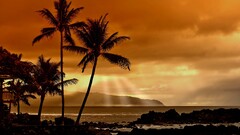 beach sunset landscape palm trees Sea sky sunlight