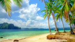 beach tropical palm trees nature