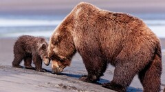 Bears Animals baby animals