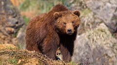 Bears Animals brown bear