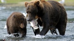 Bears Animals fish river baby animals