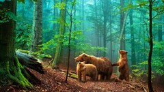 Bears Animals forest wildlife mist