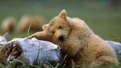 Bears Animals nature Polar Bears