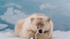 Bears Arctic Animals Mammals Polar Bears 2010 (Year)