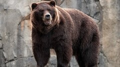 Bears Mammals Animals