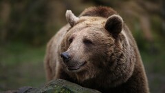 Bears nature Animals