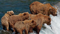 Bears waterfall grizzly bears national geographic baby animals