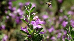 bees bokeh nature Flowers purple flowers Animals Plants