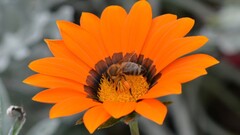 bees Flowers nature selective coloring Plants