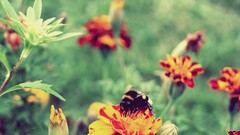 bees insect marigolds hymenoptera Plants Animals
