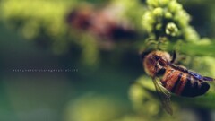 bees nature insect Animals
