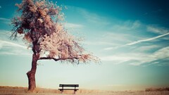bench landscape outdoors Trees sky clouds