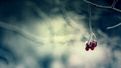 Berries frost nature