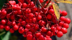 Berries Plants leaves