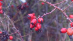 Berries Plants outdoors