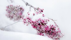 Berries snow winter