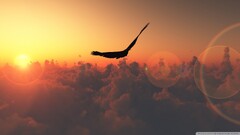 Birds Animals clouds sunlight watermarked