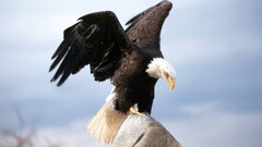 Birds Animals eagle