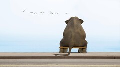 Birds Animals elephant