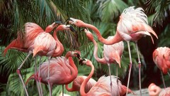 Birds Animals jungle