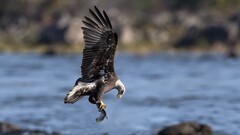 Birds Animals nature feathers wings eagle