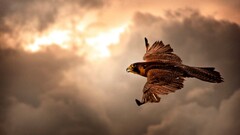 Birds Animals nature feathers wings hawk (animal) clouds flying