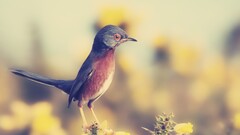 Birds Animals nature