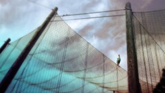 Birds Animals outdoors