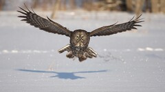 Birds Animals owl winter snow animal eyes wings flying