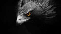 Birds Animals selective coloring hawk (animal)