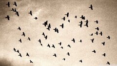 Birds Animals sepia sky