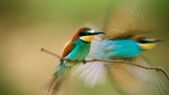 Birds Bee Eaters motion blur Animals
