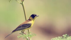 Birds branch Animals