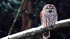Birds branch owl snow